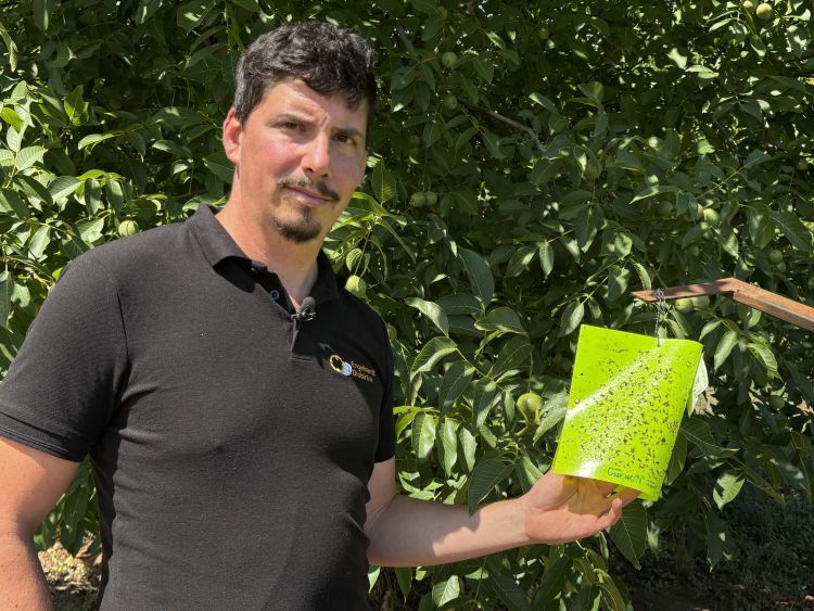Engelhardt Ádám sárga ragacslappal (rovarcsapda) a dióburok-fúrólégy megfigyelésére