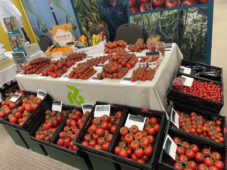 Hajtatott paradicsom fajtaválaszték