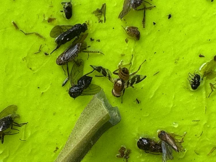 Sárga ragacslappal megfogott dióburok-fúrólégy