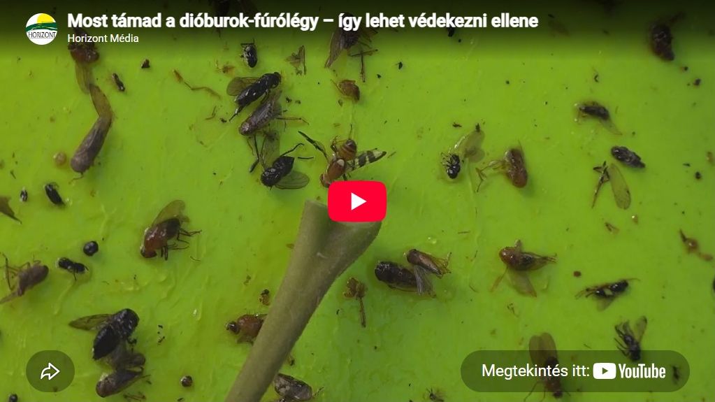 Most támad a dióburok-fúrólégy – így lehet védekezni ellene