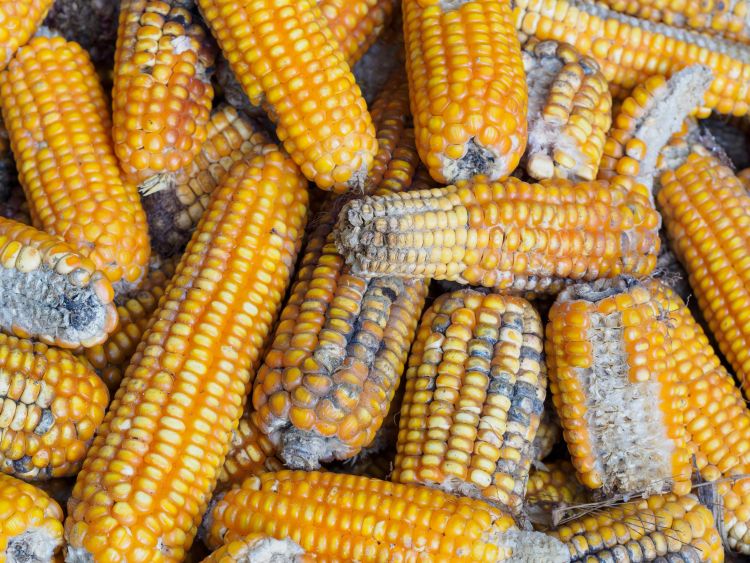 Fusarium fertőzött kukoricacsövek