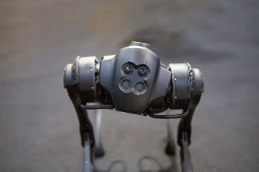 Robotkutya figyeli a növényeket