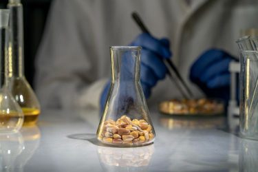 Kukoricaminta laboratóriumi vizsgálata